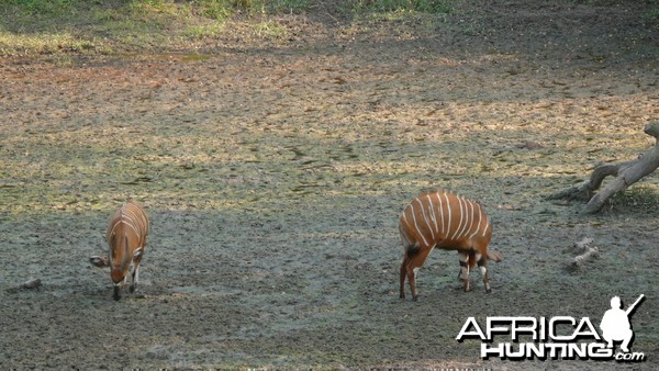 Bongo in Central African Republic