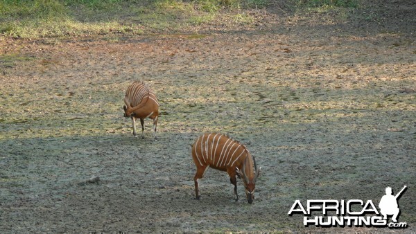 Bongo in Central African Republic