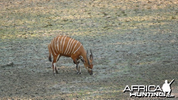 Bongo in Central African Republic