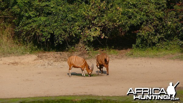 Bongo in Central African Republic