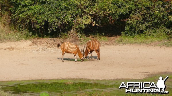 Bongo in Central African Republic