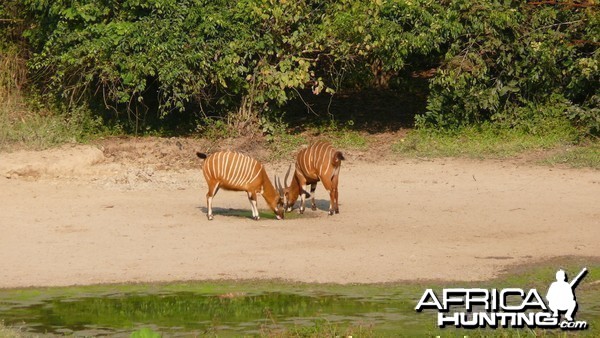 Bongo in Central African Republic