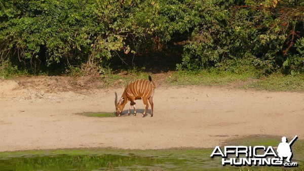 Bongo in Central African Republic