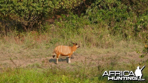 Bongo in Central African Republic