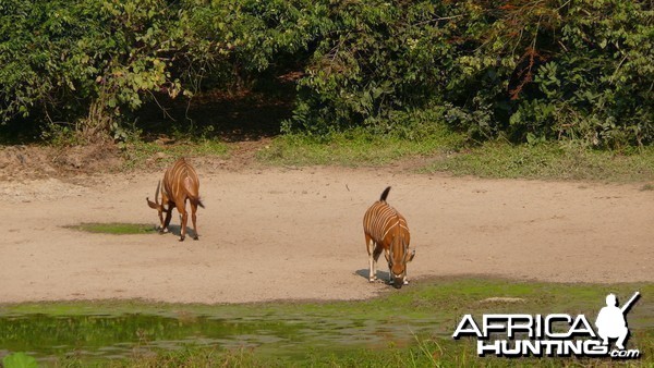 Bongo in Central African Republic