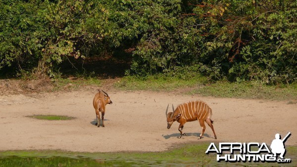 Bongo in Central African Republic