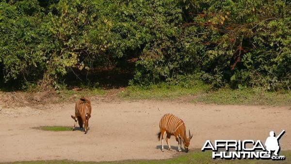 Bongo in Central African Republic