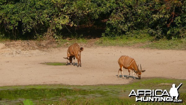 Bongo in Central African Republic