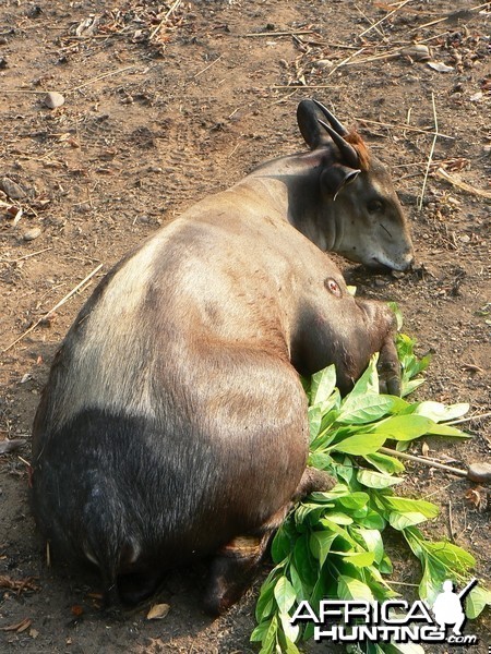 Hunting Yellow Back Duiker in CAR