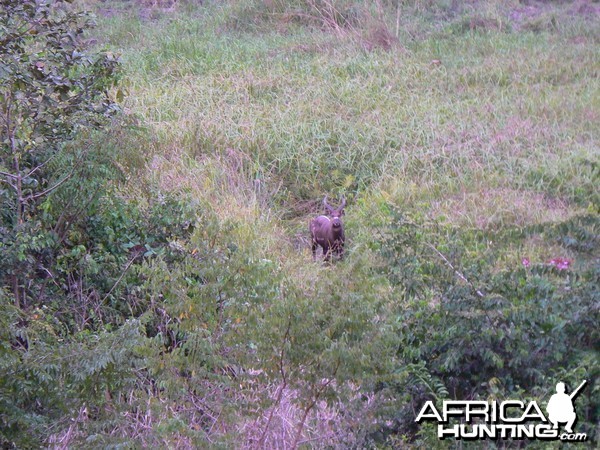 Western Sitatunga in C.A.R.