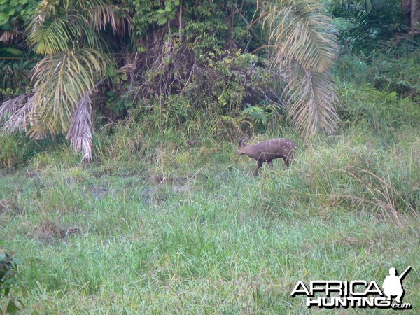 Western Sitatunga in C.A.R.