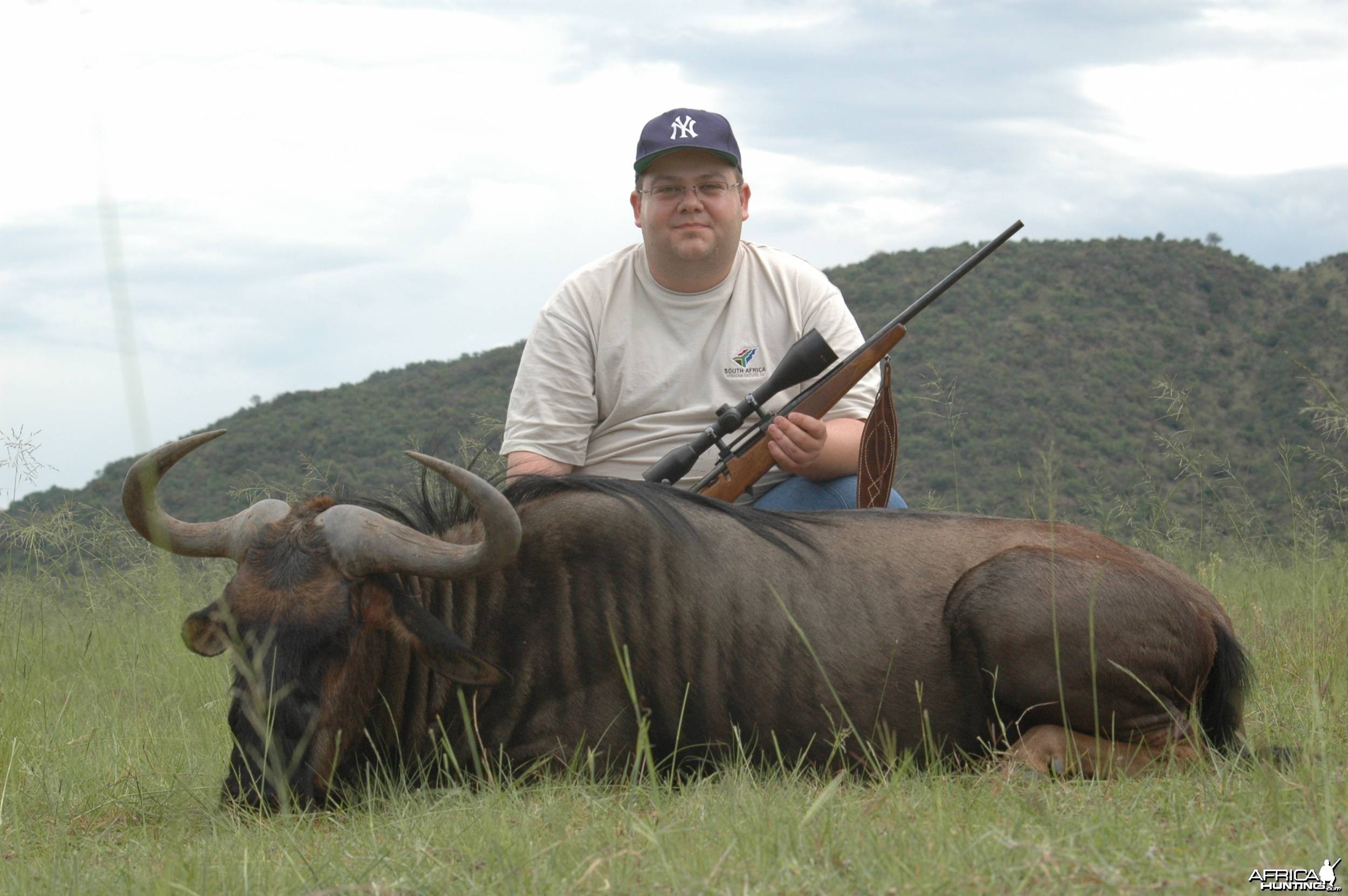 Blue Wildebeest
