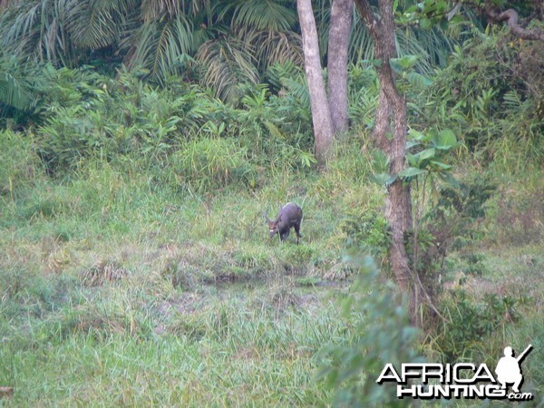 Western Sitatunga in C.A.R.