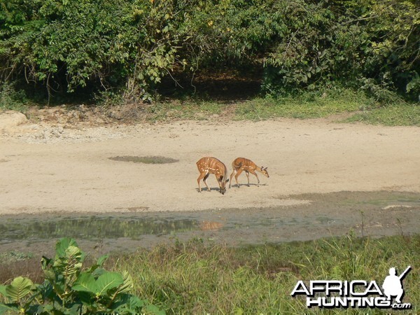 Harnessed Bushbuck in Central African Republic