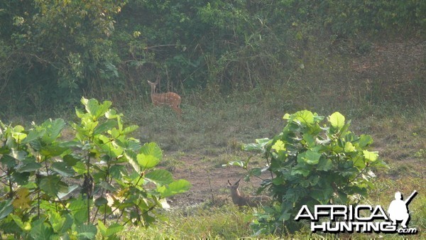 Harnessed Bushbuck in Central African Republic