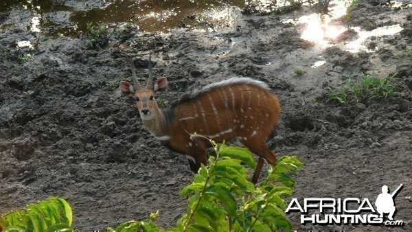 Harnessed Bushbuck in Central African Republic