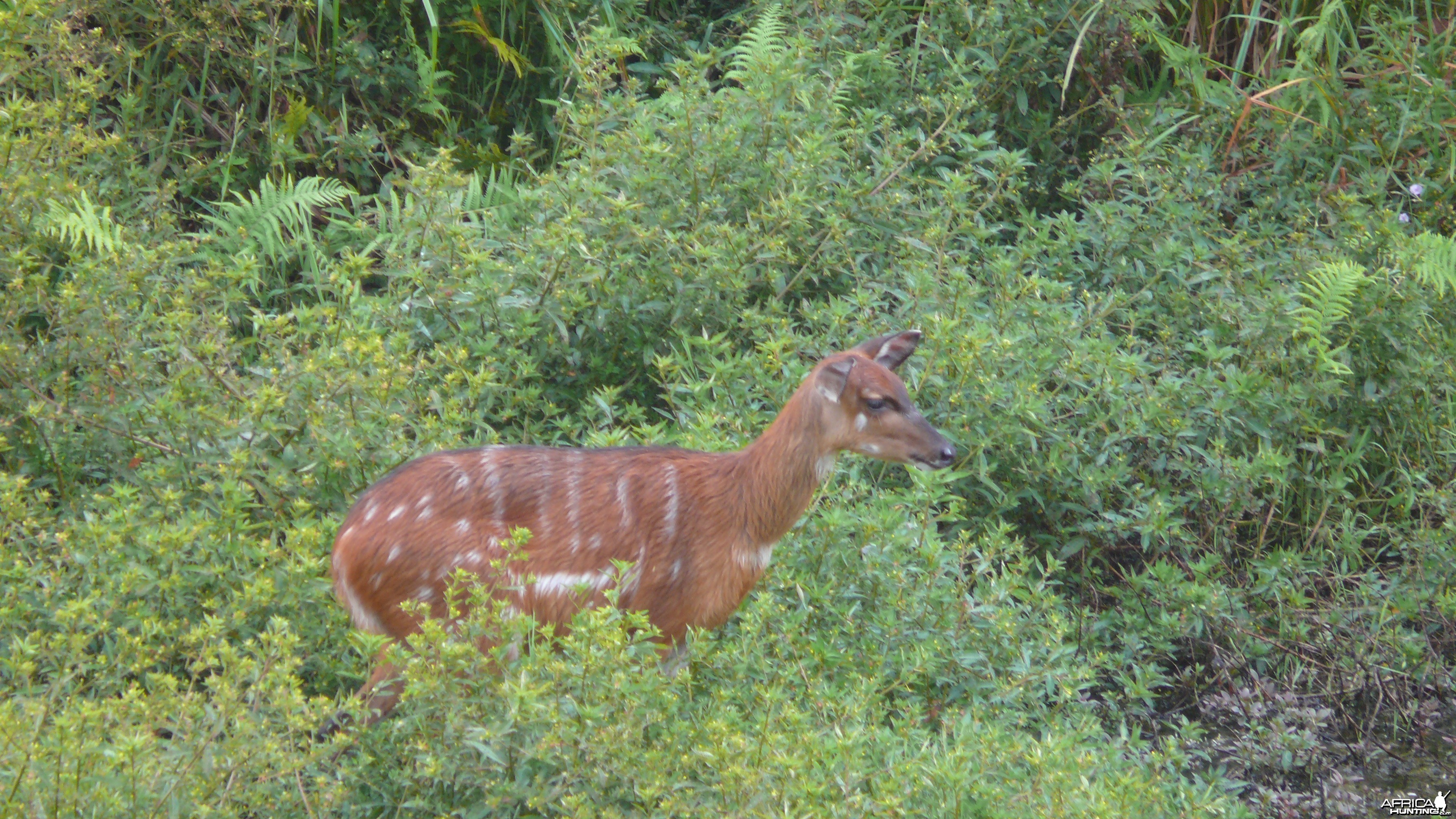 Harnessed Bushbuck in Central African Republic