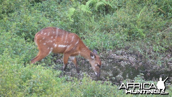 Harnessed Bushbuck in Central African Republic