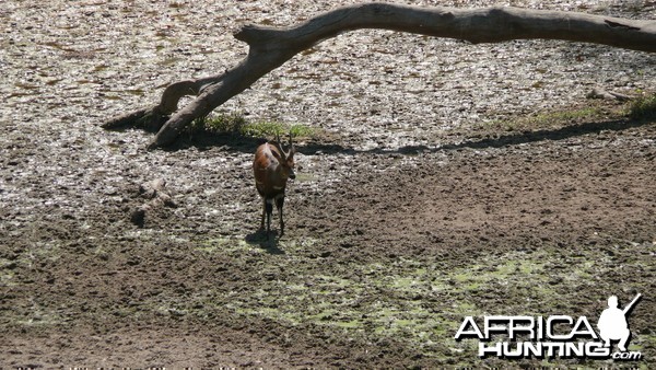 Harnessed Bushbuck in Central African Republic