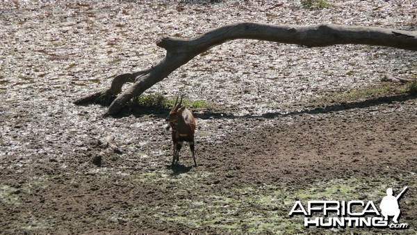 Harnessed Bushbuck in Central African Republic