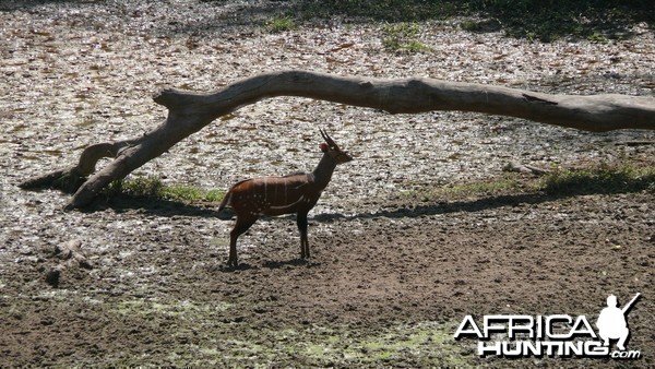 Harnessed Bushbuck in Central African Republic