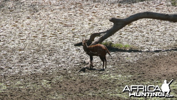 Harnessed Bushbuck in Central African Republic