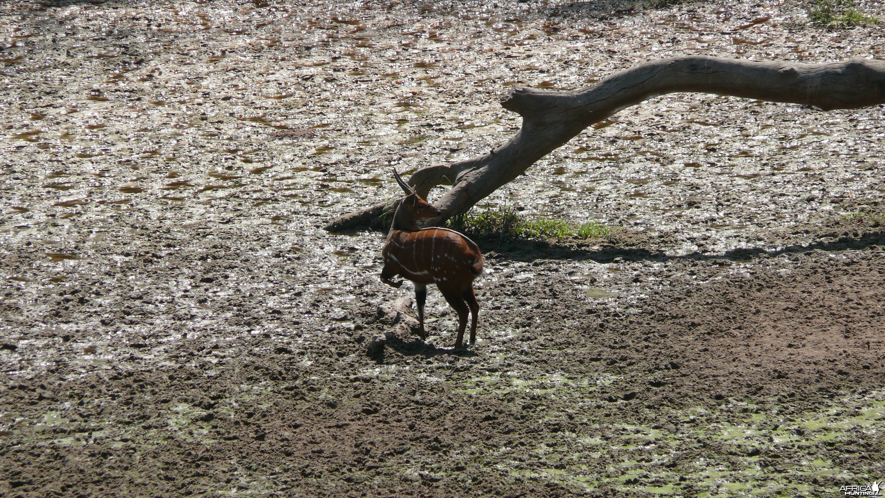 Harnessed Bushbuck in Central African Republic