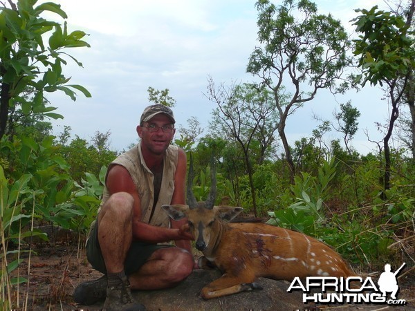 Harnessed Bushbuck hunted in Central African Republic