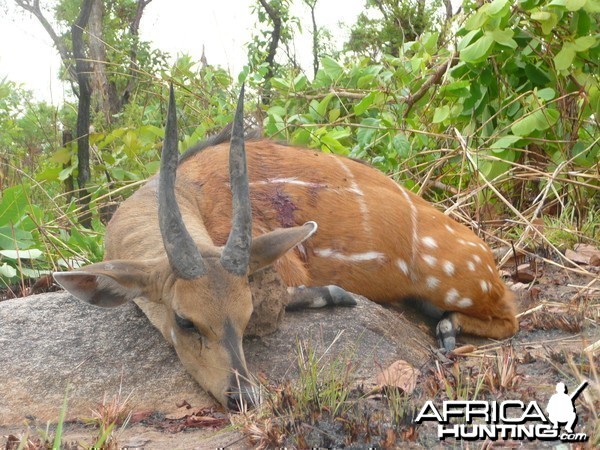 Harnessed Bushbuck hunted in Central African Republic