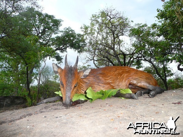 Red flanked duiker hunted in CAR