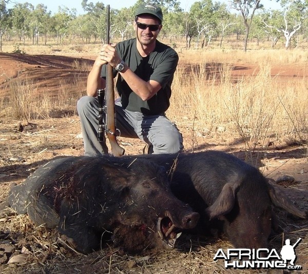 A couple of  Australian Pigs