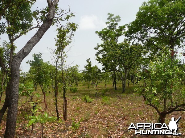 Hunting Central African Republic CAR