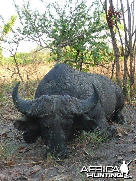 Black Buffalo bull hunted in CAR