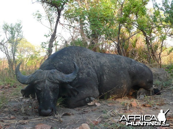 Black Buffalo bull hunted in CAR