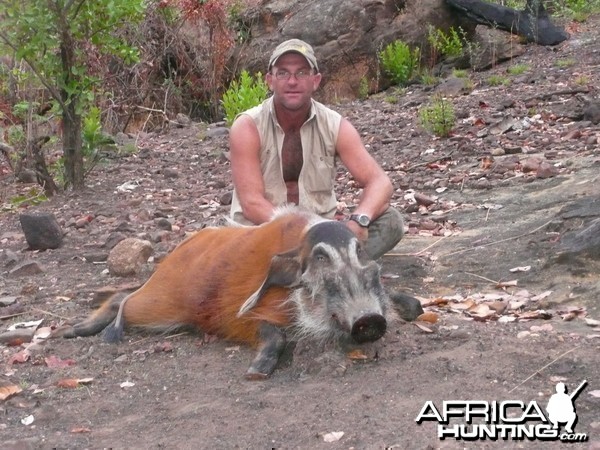 Red River Hog 66kg hunted in CAR