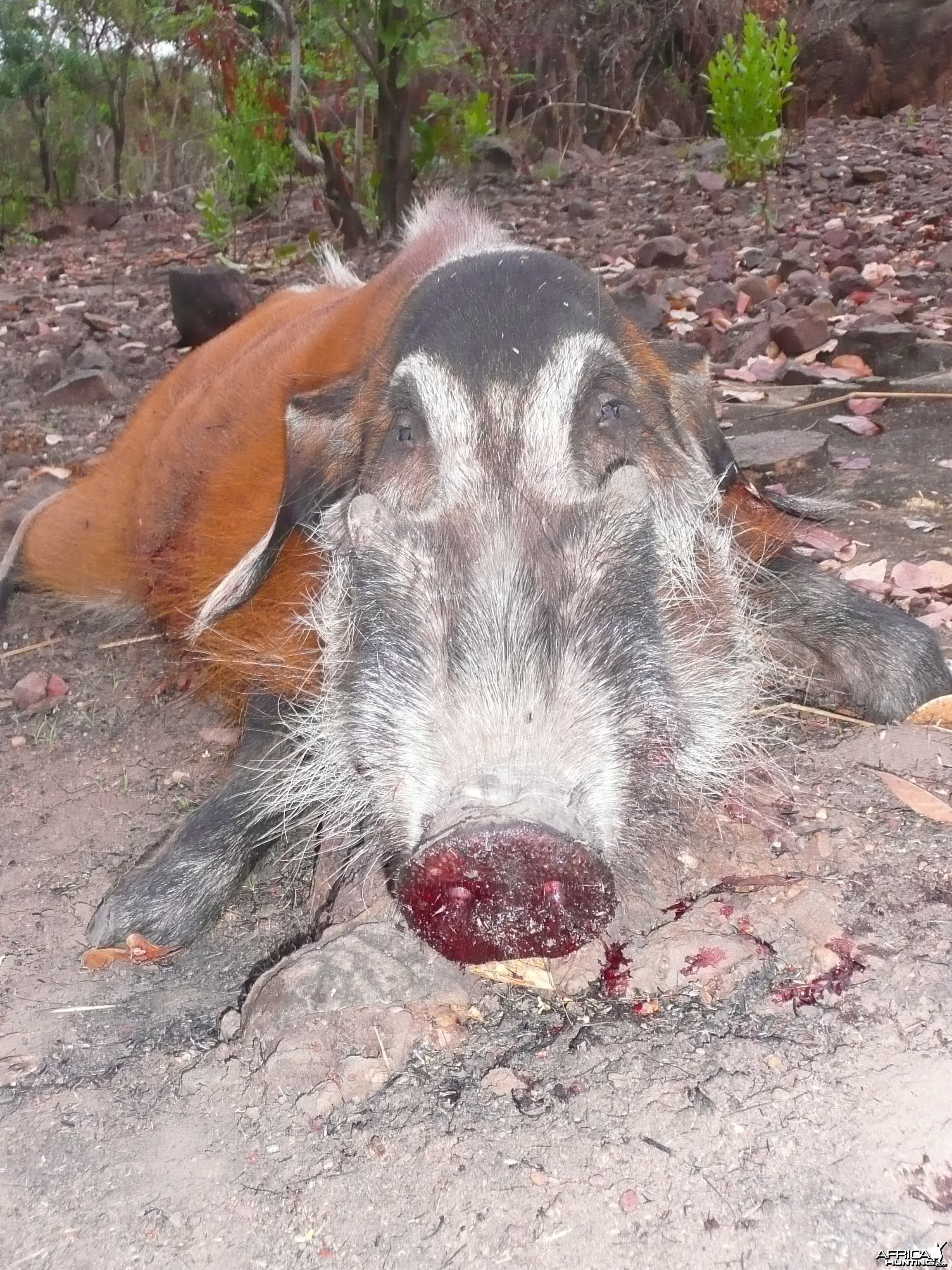 Red River Hog 66kg hunted in CAR