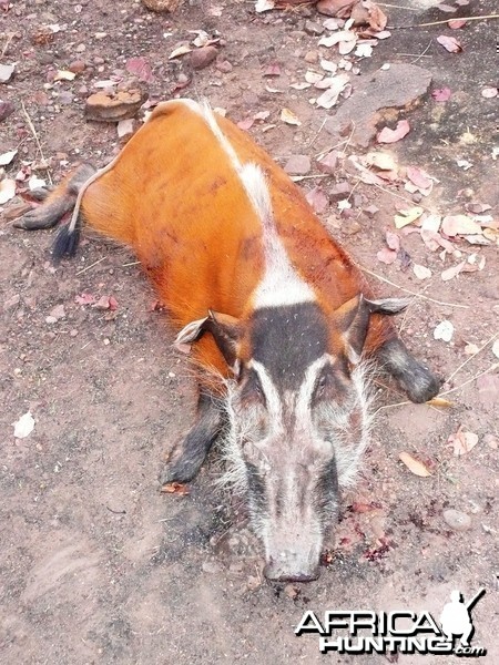 Red River Hog 66kg hunted in CAR