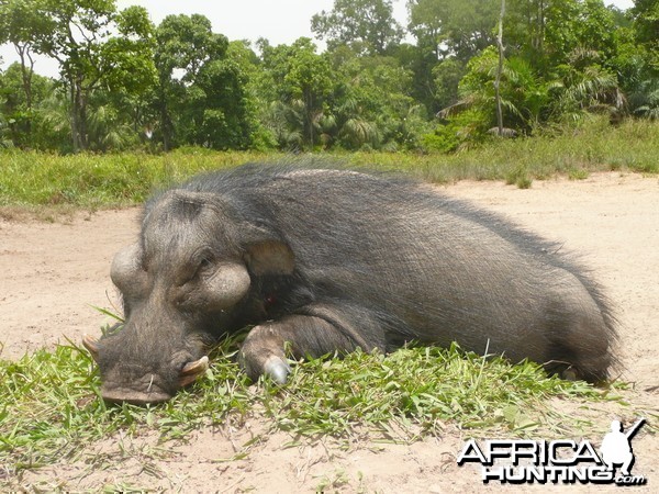 Hunting Giant Forest Hog in Central Africa