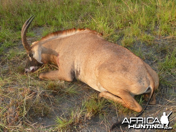 Roan bull 26' inches hunted in Central African Republic