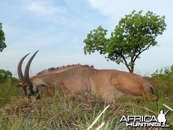 Roan bull 26' inches hunted in Central African Republic