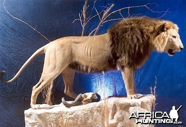 Barbary Lion Mount