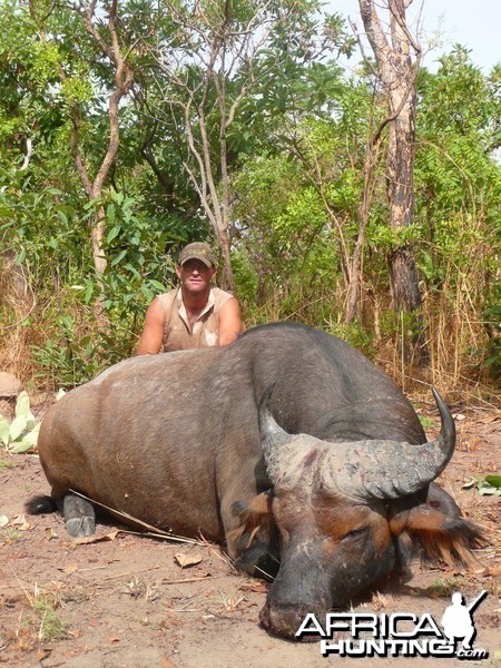 Red Buffalo bull from CAR