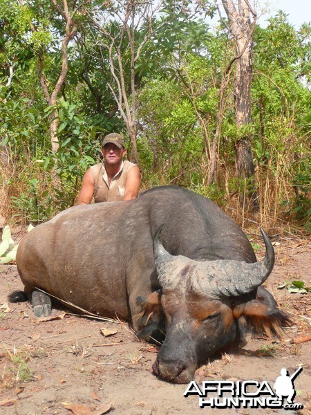 Red Buffalo bull from CAR