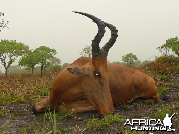 Very good 24' inches lelwel hartebeest hunted in Central African Republic