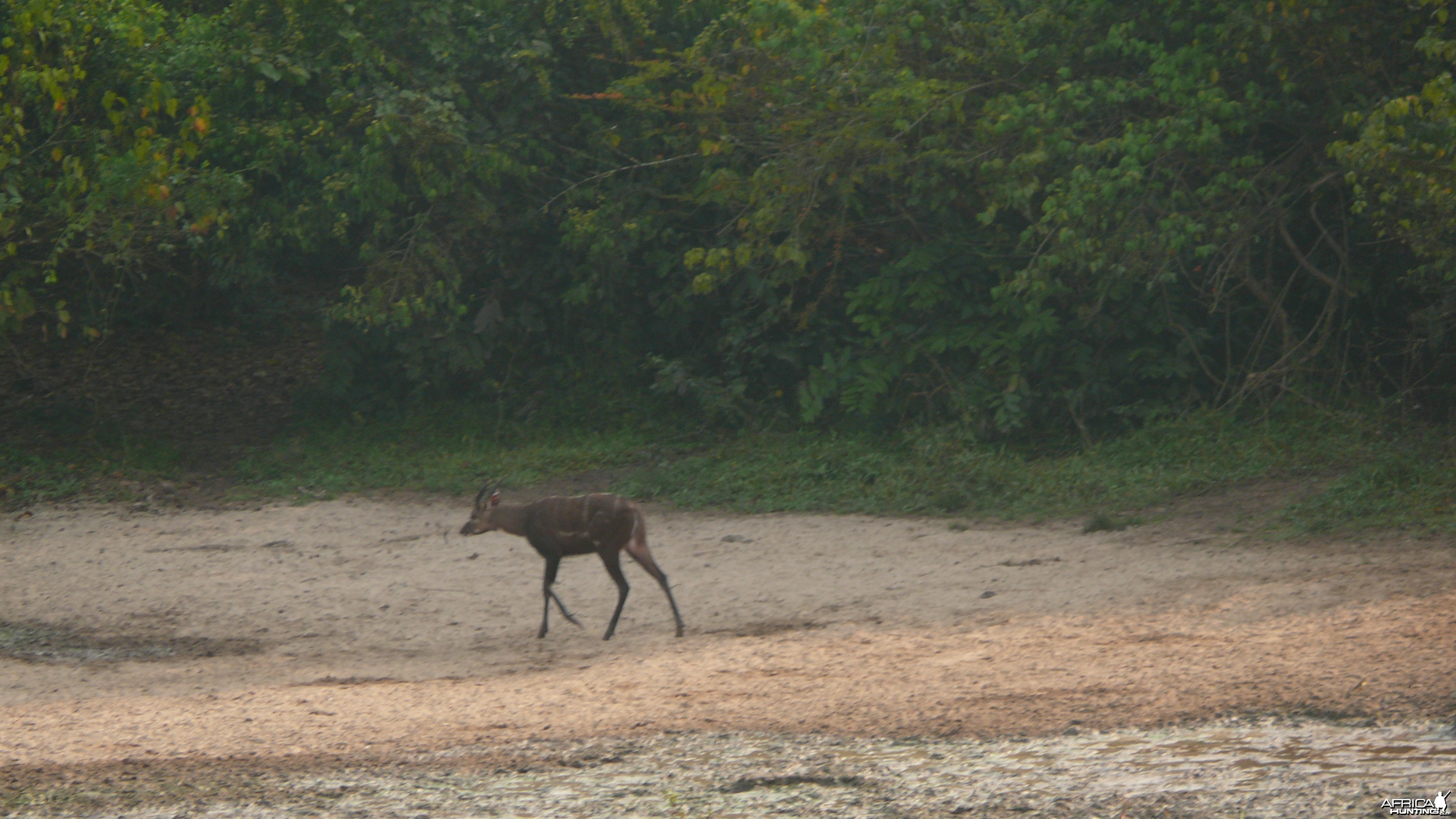 Western Sitatunga in C.A.R.