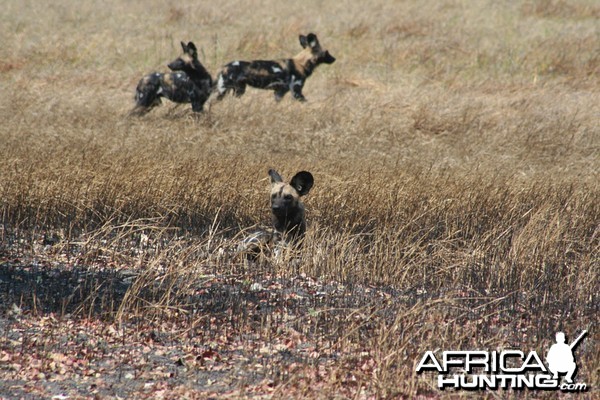 Wild dogs Tanzania