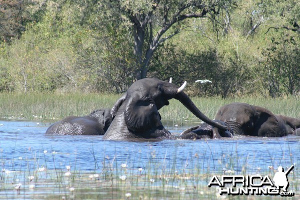Eles playing Okavango