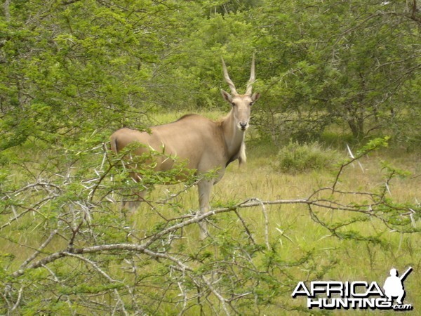 Young Eland Bull