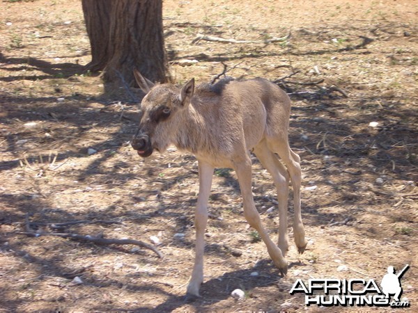 Namibia - Baby Wildebeest