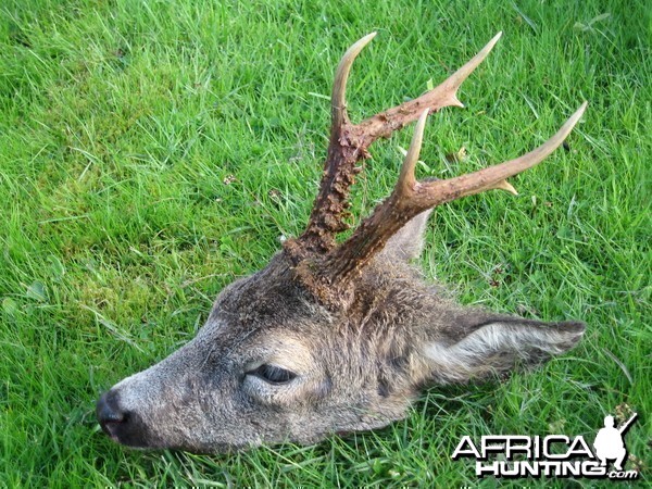 Little Aberdeenshire Roebuck